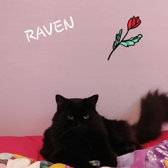 MEET MY POSH BUDDY BABY GIRL & RAVEN& COOKIE TIGGER MIDNIGHT - Picture 5 of 13